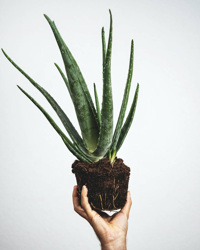 Aloe Vera plant