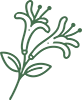 Honeysuckle Extract